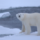 Illustration for article titled Scientists Have Solved a Decades-Old Mystery About Polar Bears